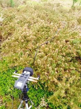 Gorse 1