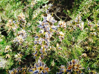 Gorse Seed Snapping 2