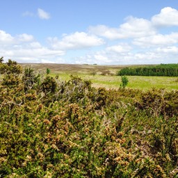 Gorse seed snapping