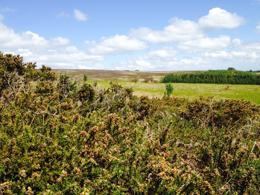 Gorse seed snapping
