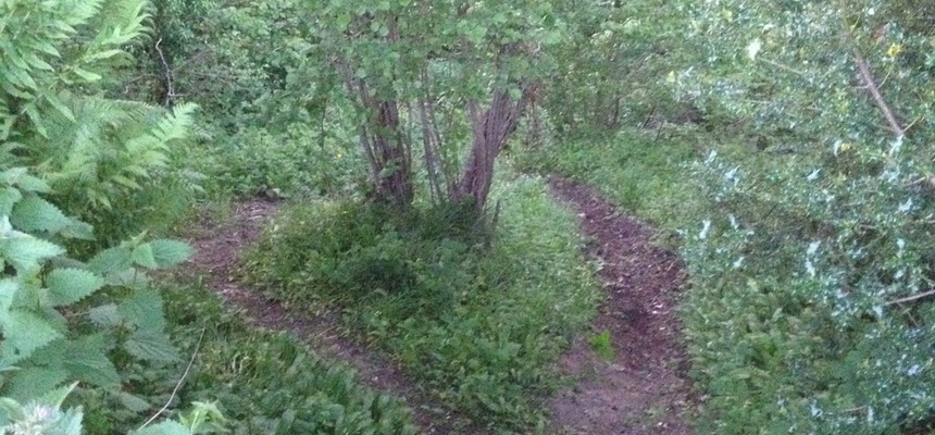 IMG 0681