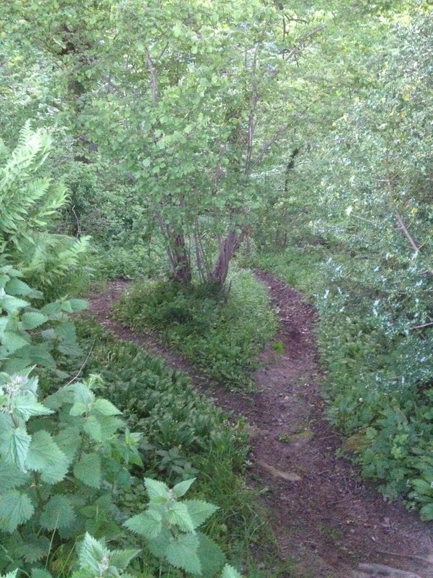 IMG 0681