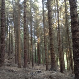 Pine Forrest New Town Penycae
