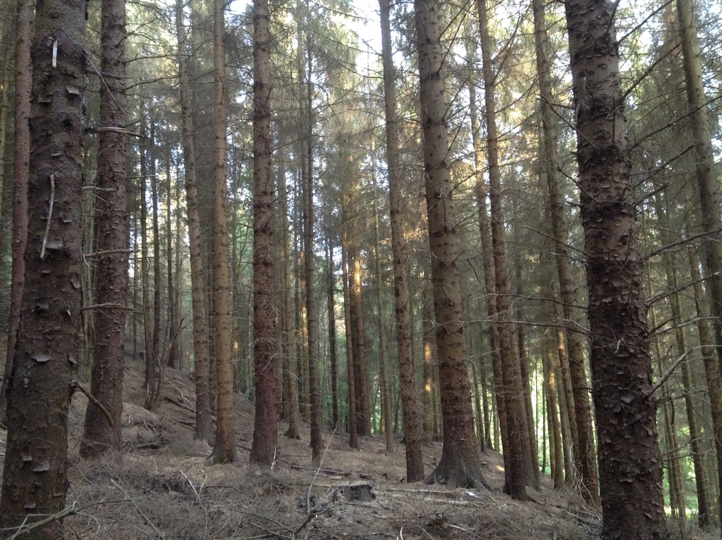 Pine Forrest New Town Penycae